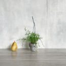 ミニフェイクプランツ